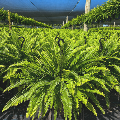 UV-Resistant Lifelike Artificial Boston Fern