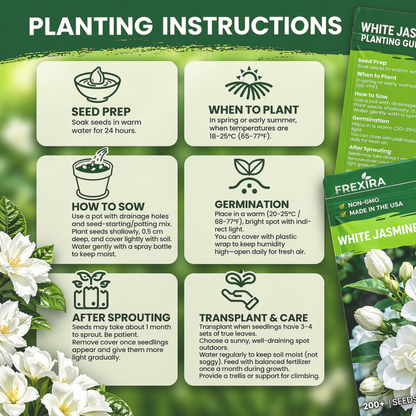 Jasmine Flower Seeds (Winter Hardy) – 50% OFF Today Only
