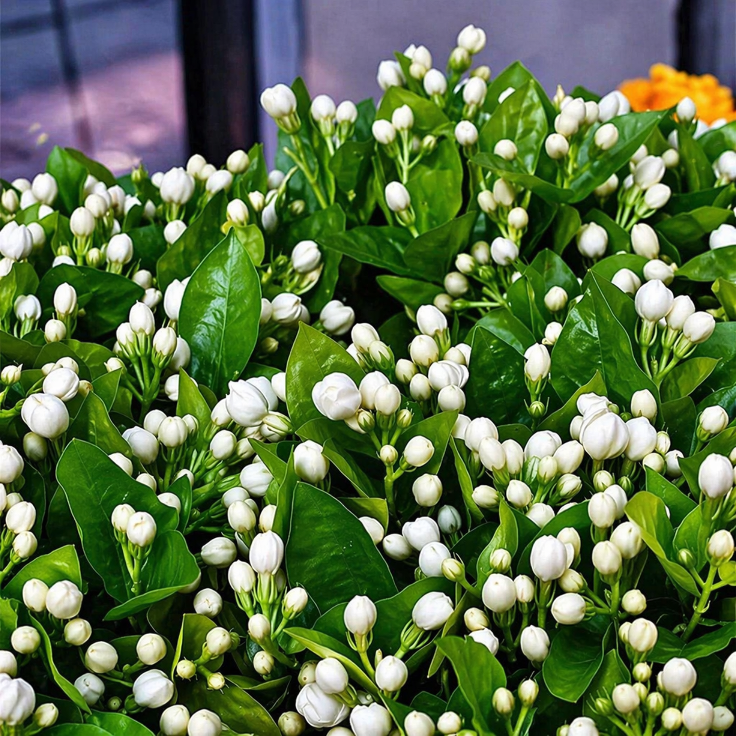 Jasmine Flower Seeds (Winter Hardy) – 50% OFF Today Only