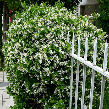 Jasmine Flower Seeds (Winter Hardy) – 50% OFF Today Only
