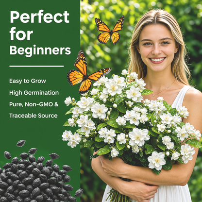 Jasmine Flower Seeds (Winter Hardy) – 50% OFF Today Only