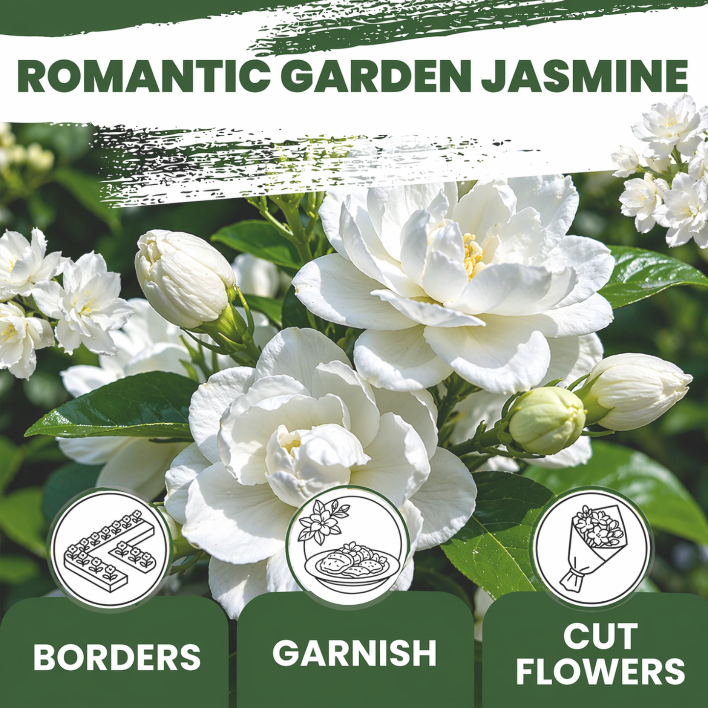 Jasmine Flower Seeds (Winter Hardy) – 50% OFF Today Only