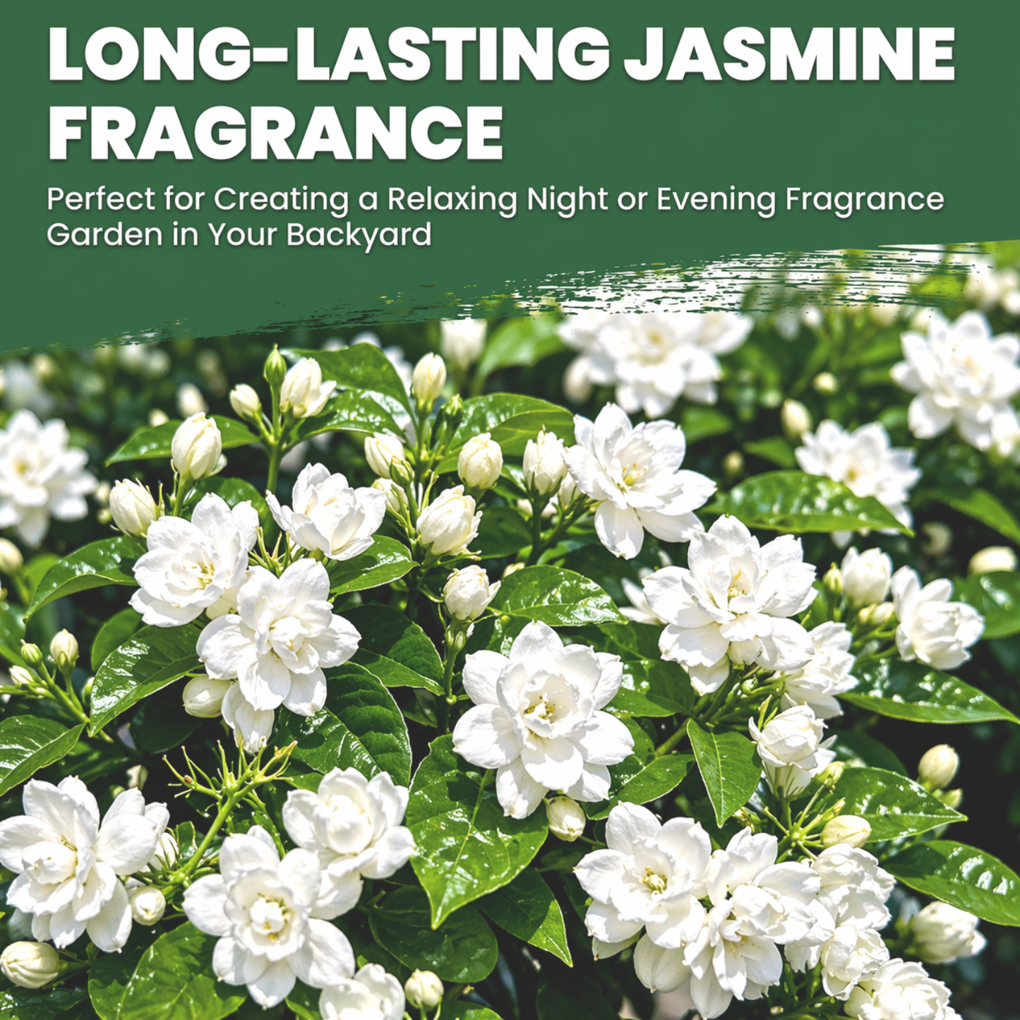 Jasmine Flower Seeds (Winter Hardy) – 50% OFF Today Only