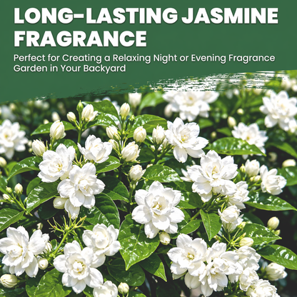 Jasmine Flower Seeds (Winter Hardy) – 50% OFF Today Only
